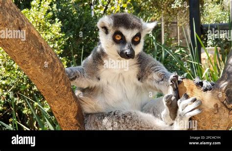 A lemur witnesses a magic illusion
